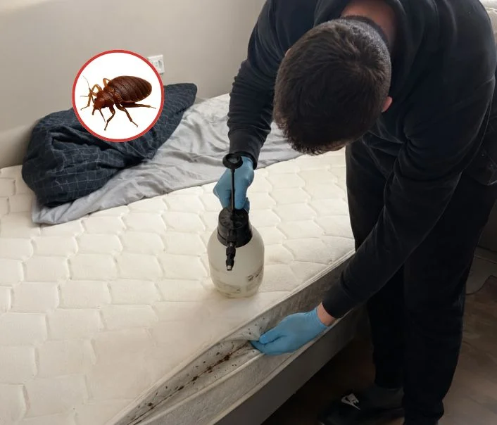 Technicien traitant un matelas contre les punaises de lit à Claye-Souilly